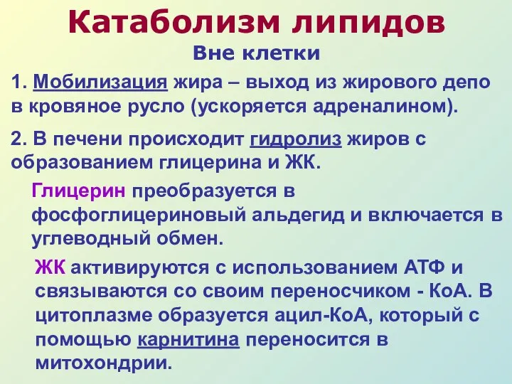 Катаболизм липидов Вне клетки 1. Мобилизация жира – выход из жирового