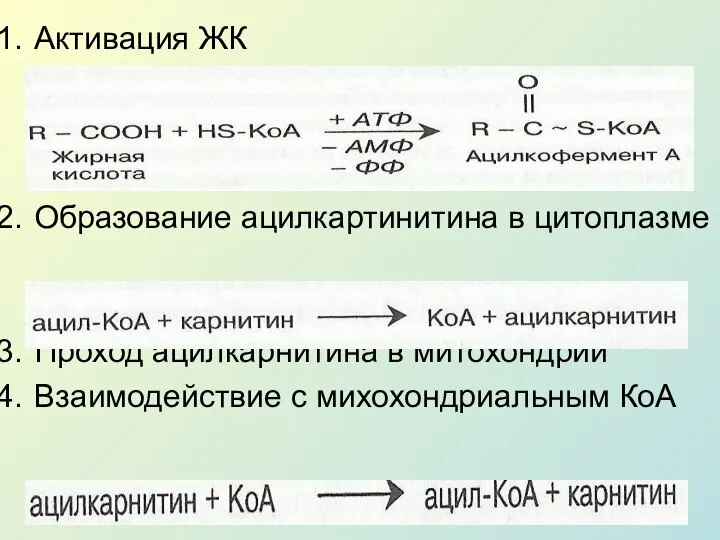 Активация ЖК Образование ацилкартинитина в цитоплазме Проход ацилкарнитина в митохондрии Взаимодействие с михохондриальным КоА