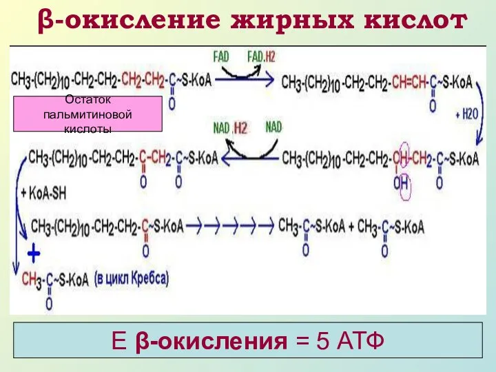 β-окисление жирных кислот Остаток пальмитиновой кислоты Е β-окисления = 5 АТФ