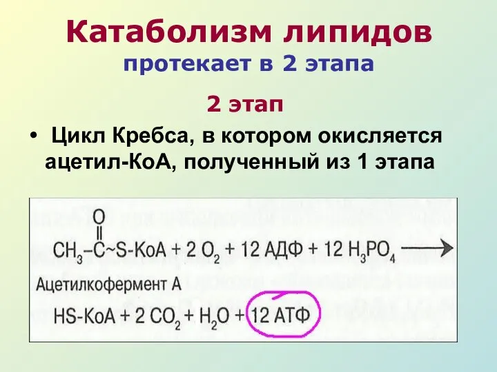 Катаболизм липидов протекает в 2 этапа 2 этап Цикл Кребса, в