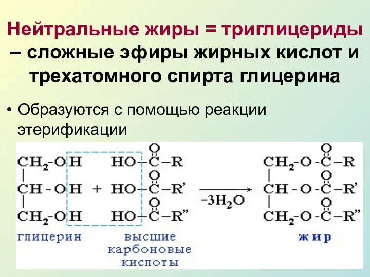 Нейтральные жиры = триглицериды – сложные эфиры жирных кислот и трехатомного