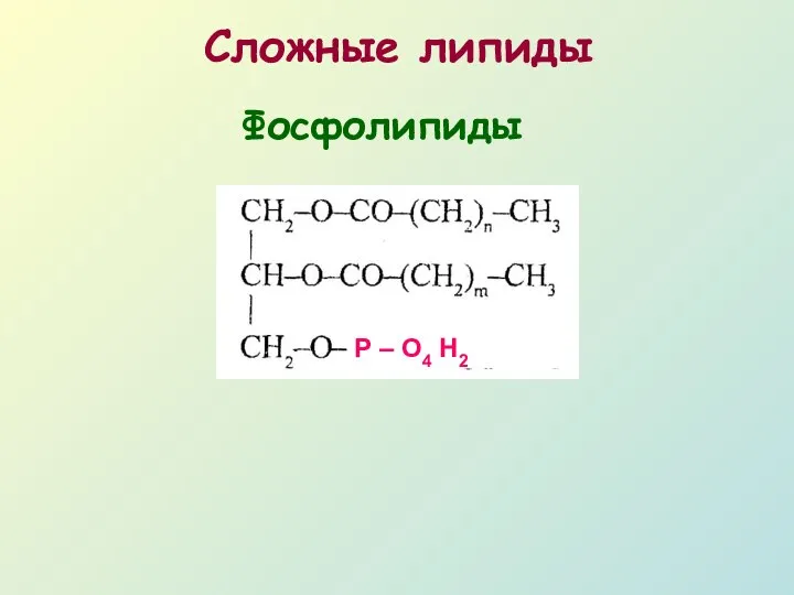 Сложные липиды Фосфолипиды Р – О4 Н2