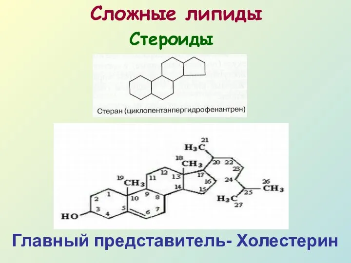 Сложные липиды Главный представитель- Холестерин Стероиды