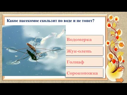 Какое насекомое скользит по воде и не тонет?