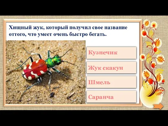 Хищный жук, который получил свое название оттого, что умеет очень быстро бегать.