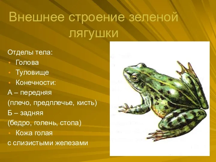 Внешнее строение зеленой лягушки Отделы тела: Голова Туловище Конечности: А –