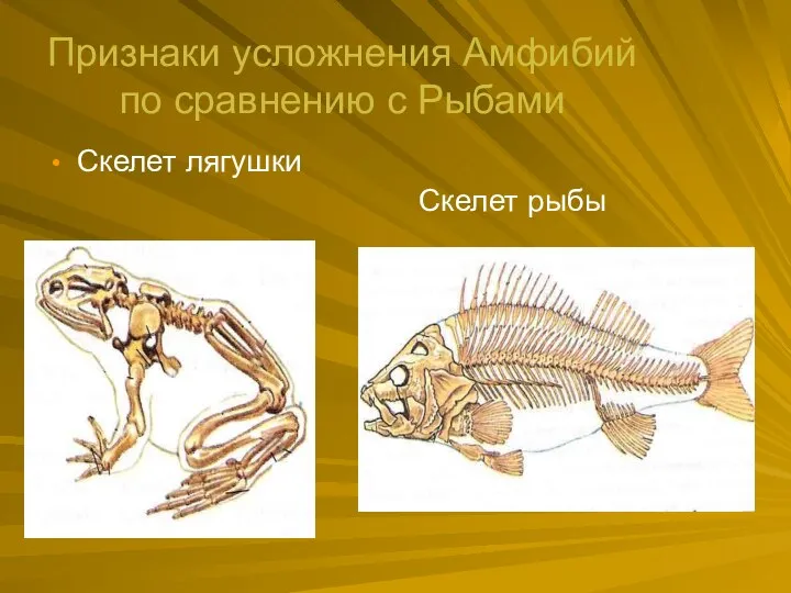 Признаки усложнения Амфибий по сравнению с Рыбами Скелет лягушки Скелет рыбы