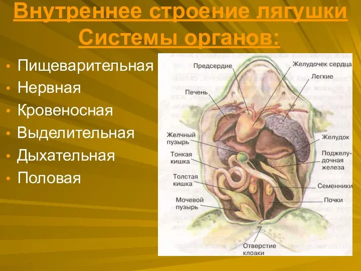 Внутреннее строение лягушки Системы органов: Пищеварительная Нервная Кровеносная Выделительная Дыхательная Половая