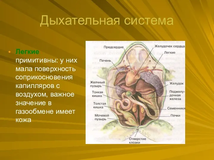 Дыхательная система Легкие примитивны: у них мала поверхность соприкосновения капилляров с