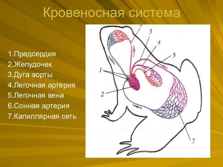 Кровеносная система 1.Предсердия 2.Желудочек 3.Дуга аорты 4.Легочная артерия 5.Легочная вена 6.Сонная артерия 7.Капиллярная сеть 6