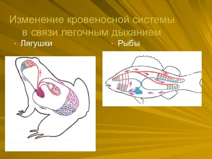 Изменение кровеносной системы в связи легочным дыханием Лягушки Рыбы