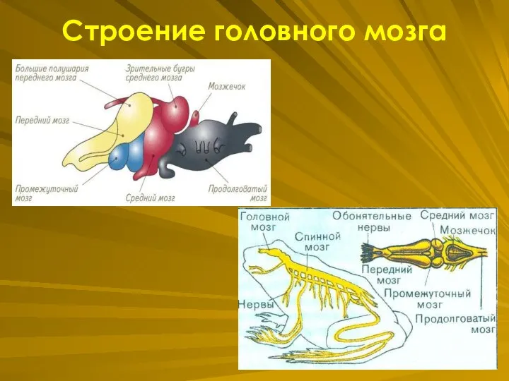 Строение головного мозга