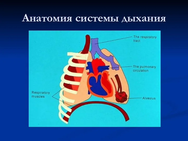 Анатомия системы дыхания