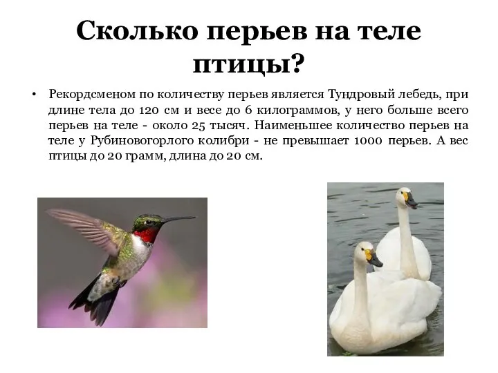 Сколько перьев на теле птицы? Рекордсменом по количеству перьев является Тундровый