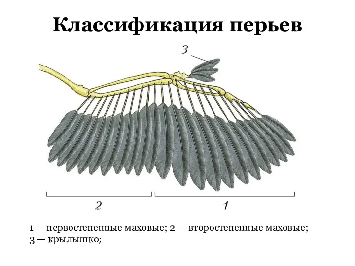 Классификация перьев 1 — первостепенные маховые; 2 — второстепенные маховые; 3 — крылышко;