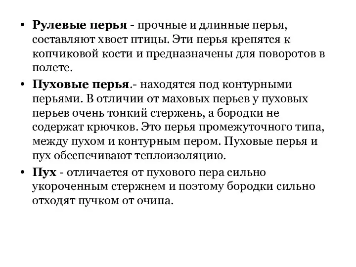 Рулевые перья - прочные и длинные перья, составляют хвост птицы. Эти