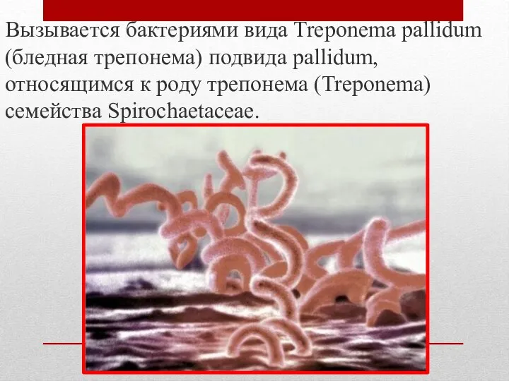 Вызывается бактериями вида Treponema pallidum (бледная трепонема) подвида pallidum, относящимся к роду трепонема (Treponema) семейства Spirochaetaceae.