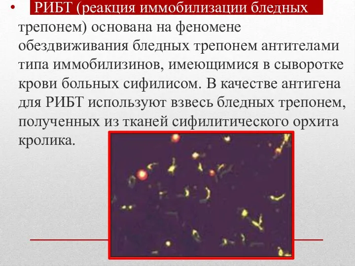 РИБТ (реакция иммобилизации бледных трепонем) основана на феномене обездвиживания бледных трепонем