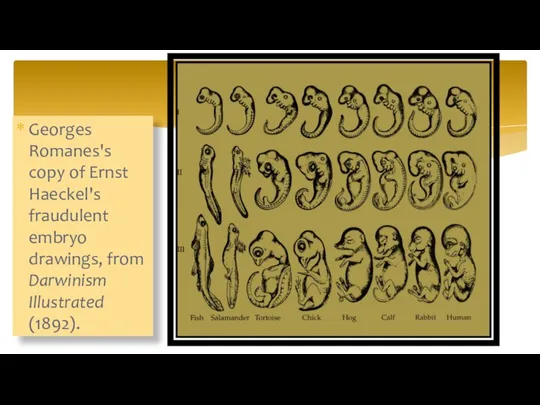 Georges Romanes's copy of Ernst Haeckel's fraudulent embryo drawings, from Darwinism Illustrated (1892).