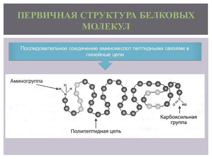 ПЕРВИЧНАЯ СТРУКТУРА БЕЛКОВЫХ МОЛЕКУЛ Последовательное соединение аминокислот пептидными связями в линейные цепи
