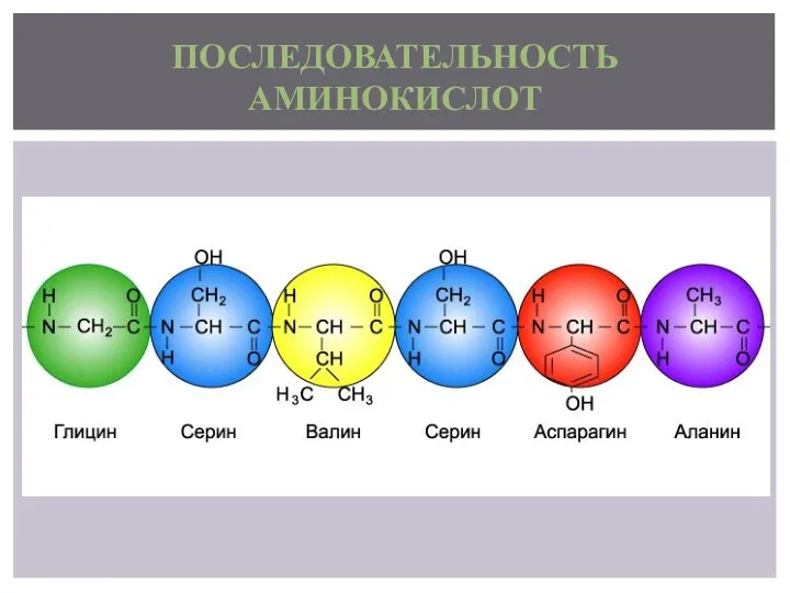 ПОСЛЕДОВАТЕЛЬНОСТЬ АМИНОКИСЛОТ