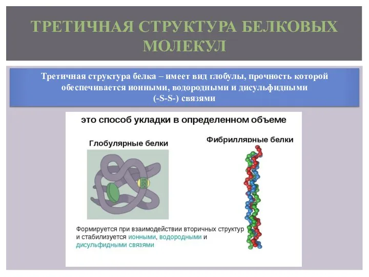 ТРЕТИЧНАЯ СТРУКТУРА БЕЛКОВЫХ МОЛЕКУЛ Третичная структура белка – имеет вид глобулы,