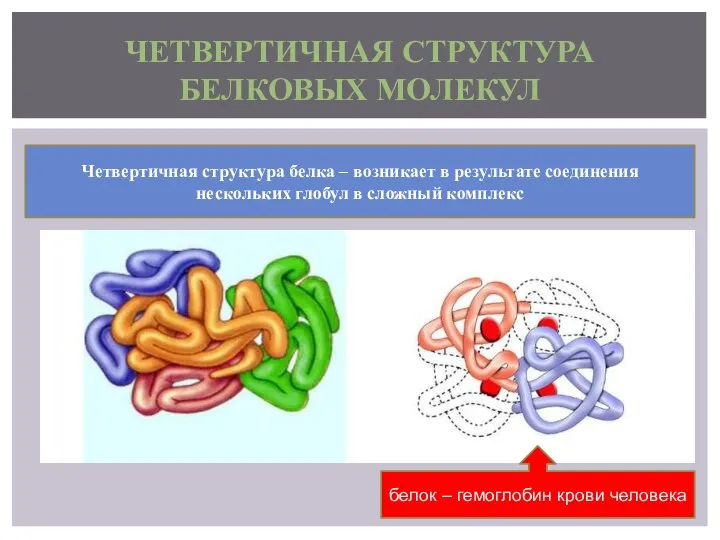 ЧЕТВЕРТИЧНАЯ СТРУКТУРА БЕЛКОВЫХ МОЛЕКУЛ Четвертичная структура белка – возникает в результате