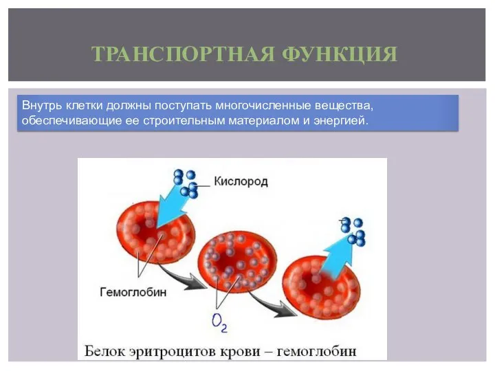 ТРАНСПОРТНАЯ ФУНКЦИЯ Внутрь клетки должны поступать многочисленные вещества, обеспечивающие ее строительным материалом и энергией.