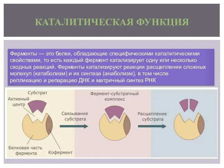 КАТАЛИТИЧЕСКАЯ ФУНКЦИЯ Ферменты — это белки, обладающие специфическими каталитическими свойствами, то