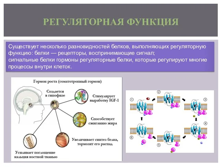 РЕГУЛЯТОРНАЯ ФУНКЦИЯ Существует несколько разновидностей белков, выполняющих регуляторную функцию: белки —