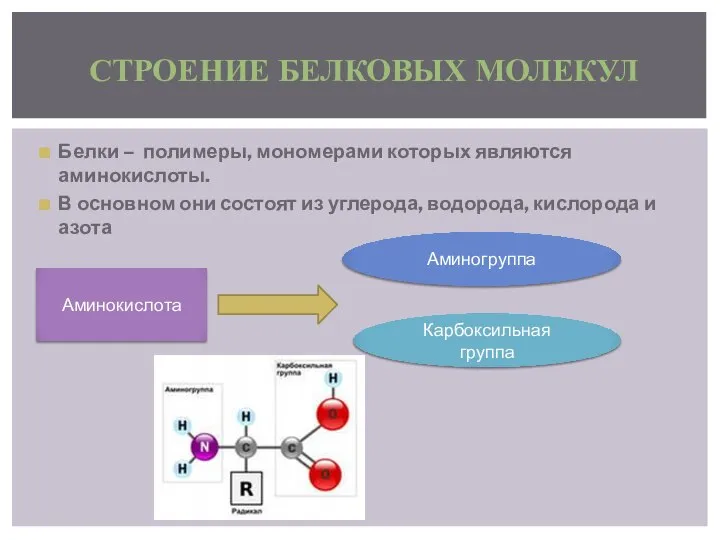 Белки – полимеры, мономерами которых являются аминокислоты. В основном они состоят