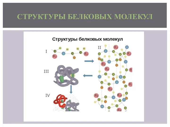 СТРУКТУРЫ БЕЛКОВЫХ МОЛЕКУЛ