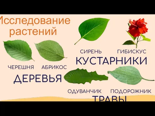 Исследование растений ЧЕРЕШНЯ АБРИКОС СИРЕНЬ ГИБИСКУС ОДУВАНЧИК ПОДОРОЖНИК ДЕРЕВЬЯ КУСТАРНИКИ ТРАВЫ