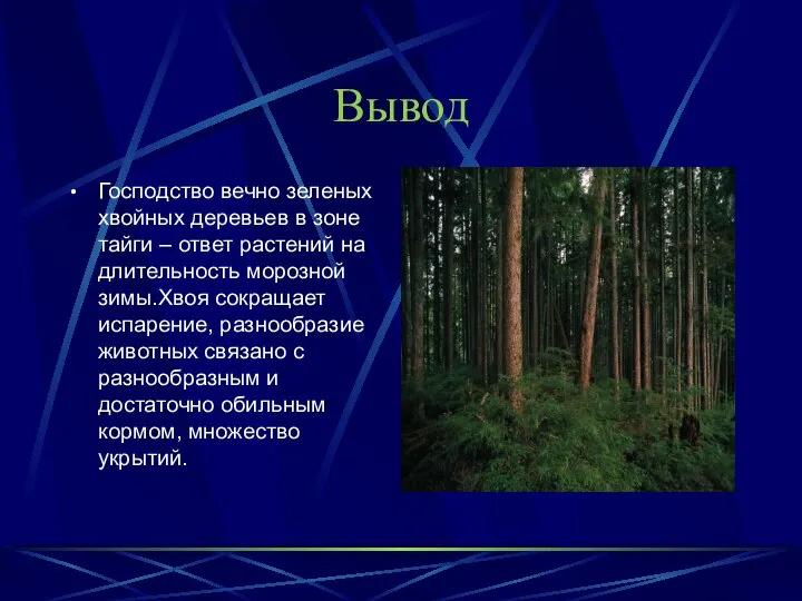 Вывод Господство вечно зеленых хвойных деревьев в зоне тайги – ответ