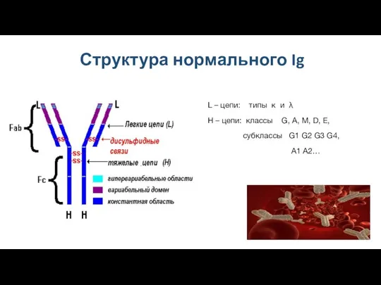 Структура нормального Ig L – цепи: типы κ и λ Н