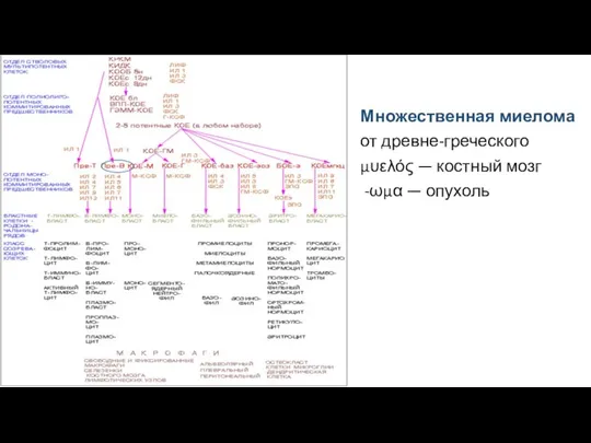 Множественная миелома от древне-греческого μυελός — костный мозг -ωμα — опухоль