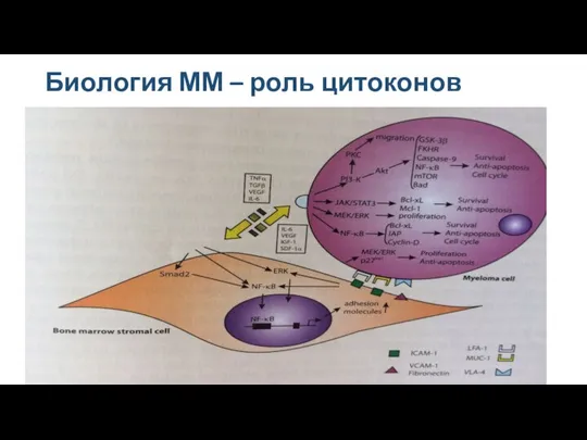 Биология ММ – роль цитоконов