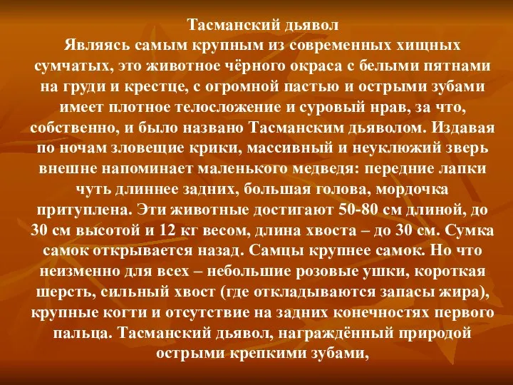 Тасманский дьявол Являясь самым крупным из современных хищных сумчатых, это животное