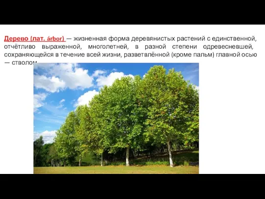 Дерево (лат. árbor) — жизненная форма деревянистых растений с единственной, отчётливо