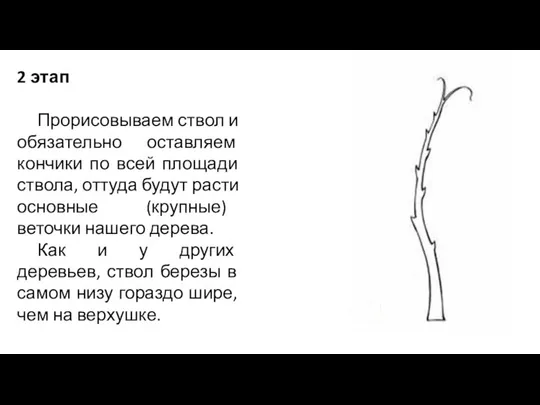 2 этап Прорисовываем ствол и обязательно оставляем кончики по всей площади