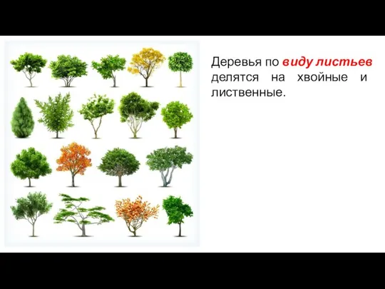 Деревья по виду листьев делятся на хвойные и лиственные.