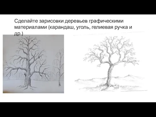 Сделайте зарисовки деревьев графическими материалами (карандаш, уголь, гелиевая ручка и др.)