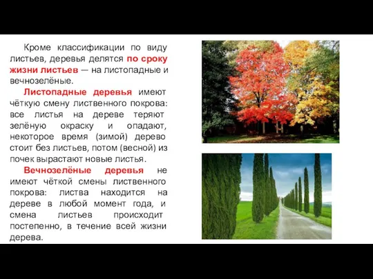 Кроме классификации по виду листьев, деревья делятся по сроку жизни листьев