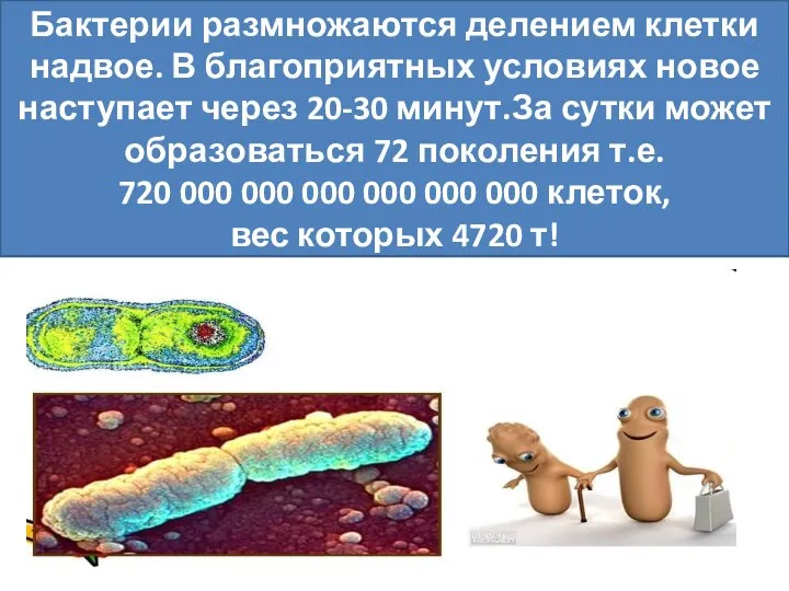 Размножение бактерий Бактерии размножаются делением клетки надвое. В благоприятных условиях новое