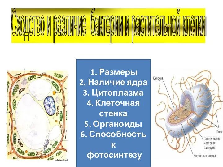 1. Размеры 2. Наличие ядра 3. Цитоплазма 4. Клеточная стенка 5.