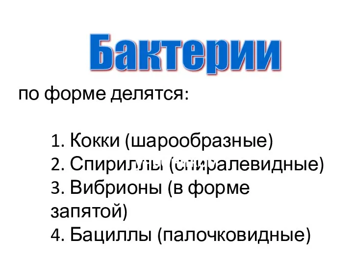 по форме делятся: 1. Кокки (шарообразные) 2. Спириллы (спиралевидные) 3. Вибрионы