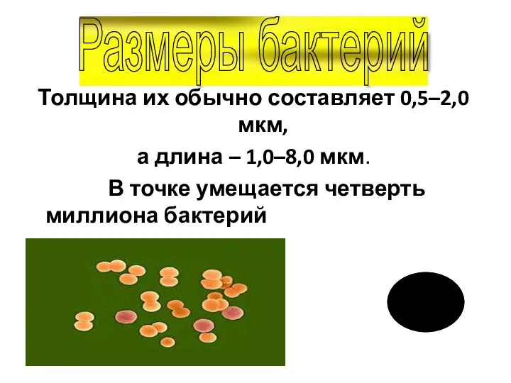 Толщина их обычно составляет 0,5–2,0 мкм, а длина – 1,0–8,0 мкм.