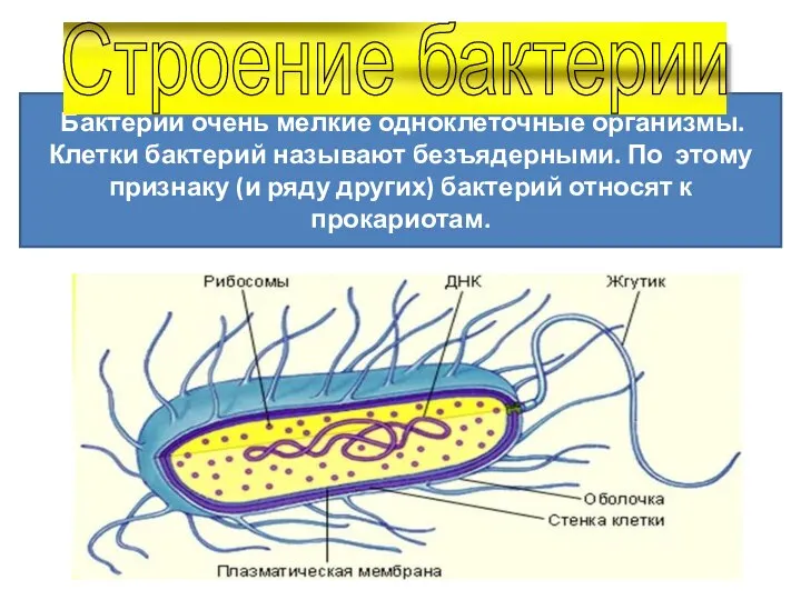 Бактерии очень мелкие одноклеточные организмы. Клетки бактерий называют безъядерными. По этому