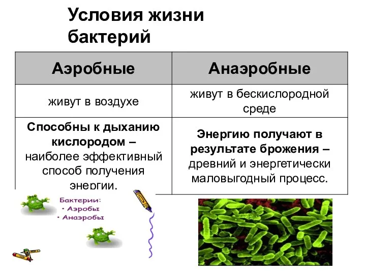 Условия жизни бактерий