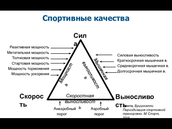 Спортивные качества Выносливость Скорость Сила Мощность Мышечная выносливость Скоростная выносливость Реактивная